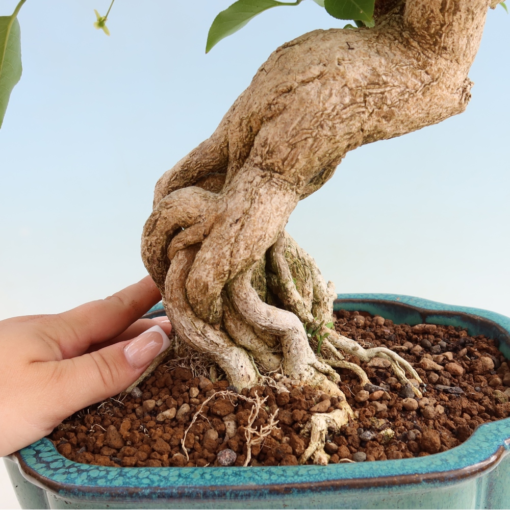 Outdoor bonsai- European elm - euonimus