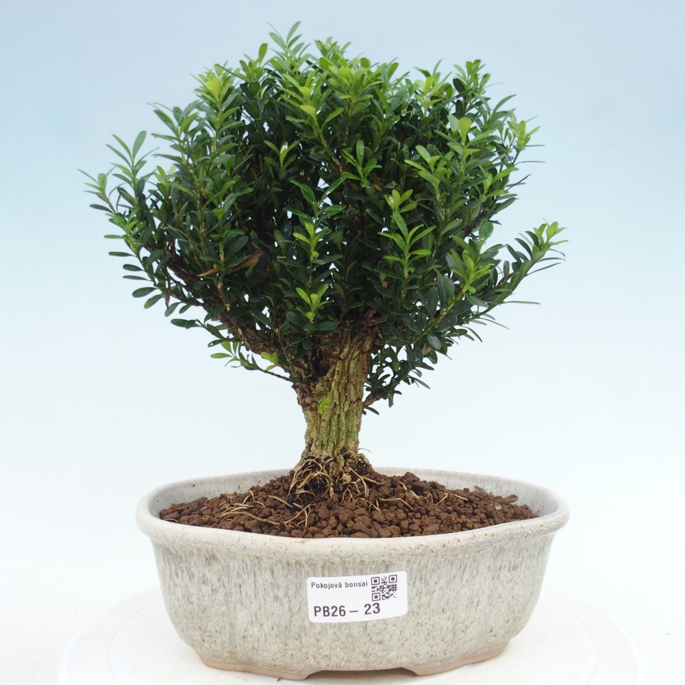 Room bonsai - Buxus harlandii - cork buxus