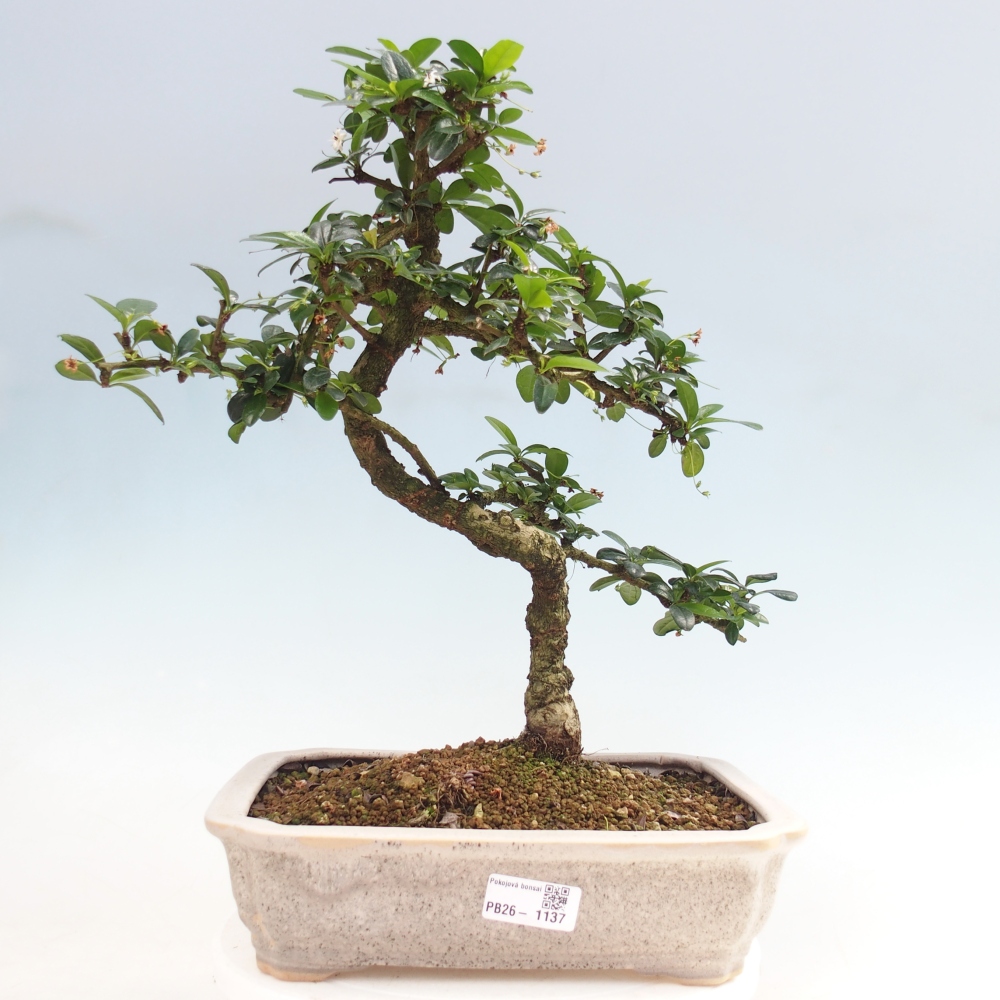 Room bonsai - Carmona macrophylla - Tea fuki