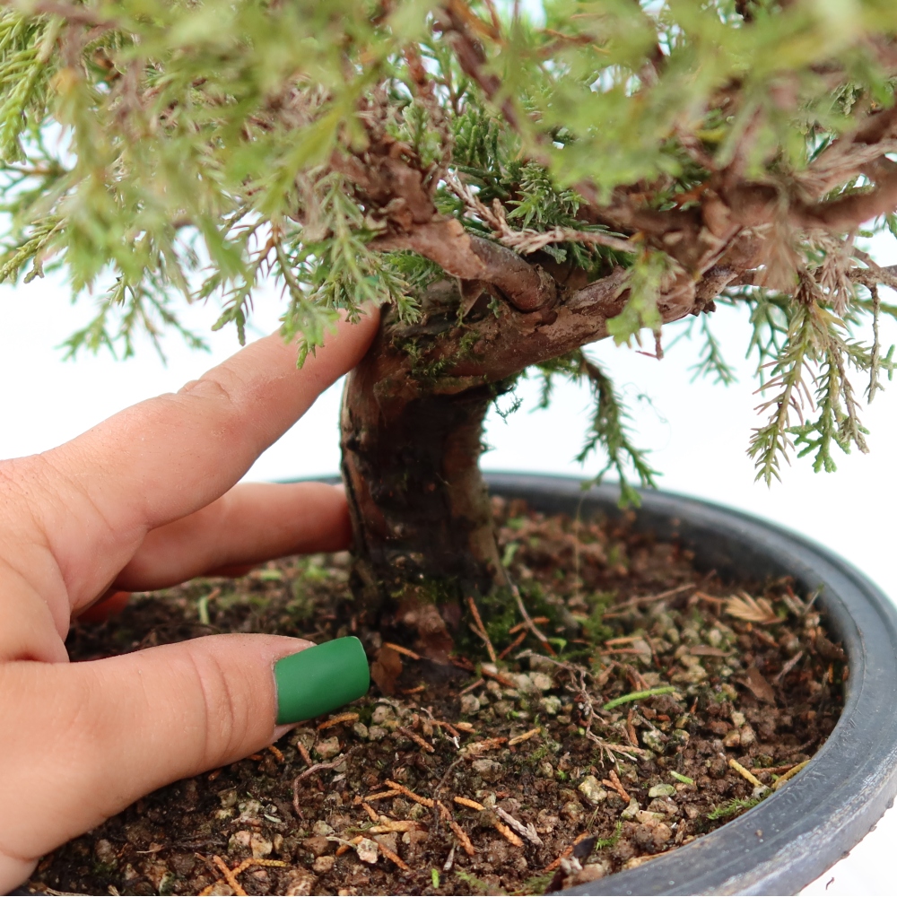 Outdoor Bonsai - Juniperus chinensis Itoigawa - Chinese Juniper