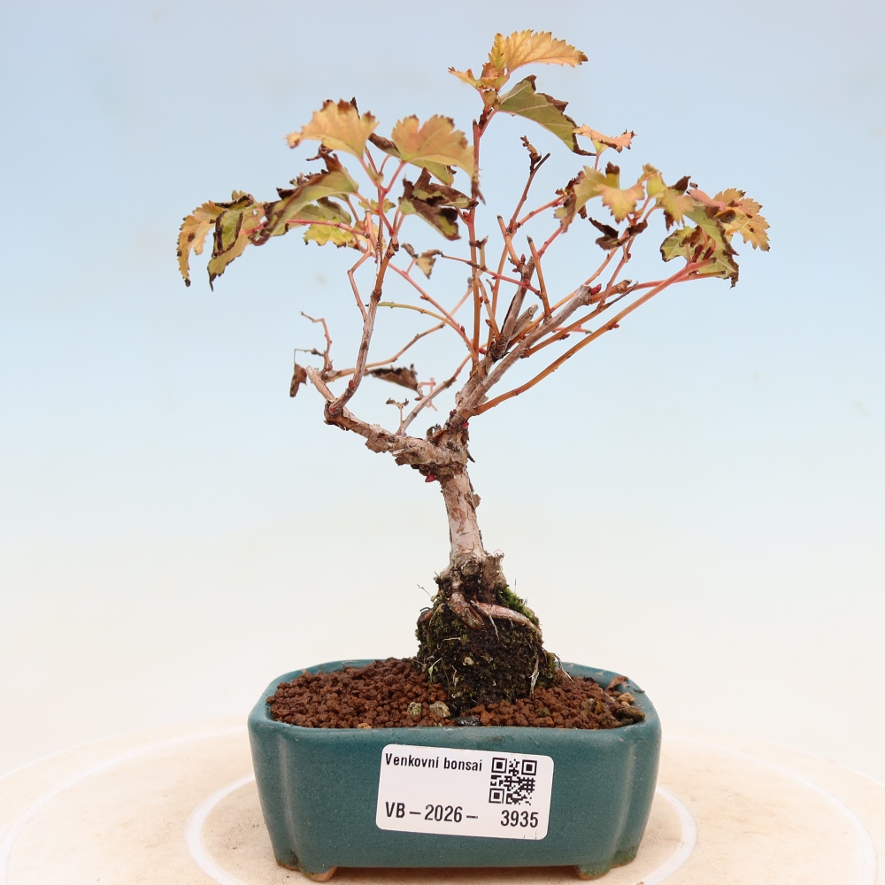 Outdoor Bonsai - Stephanandra incisa - Slender Stephanandra