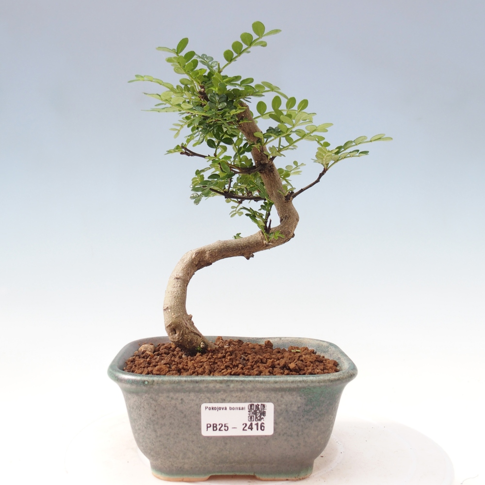 Indoor bonsai - Zantoxylum piperitum - Peppermint