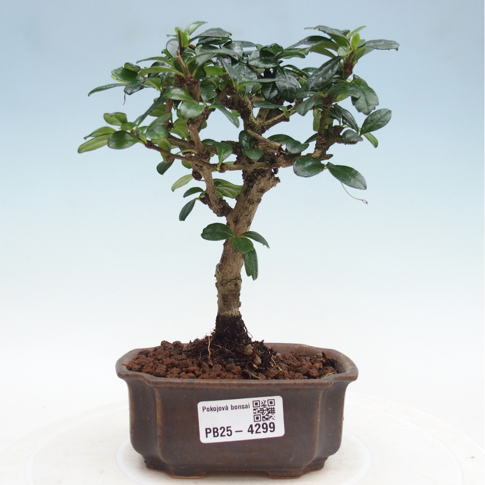 Room bonsai - Carmona macrophylla - Tea fuki