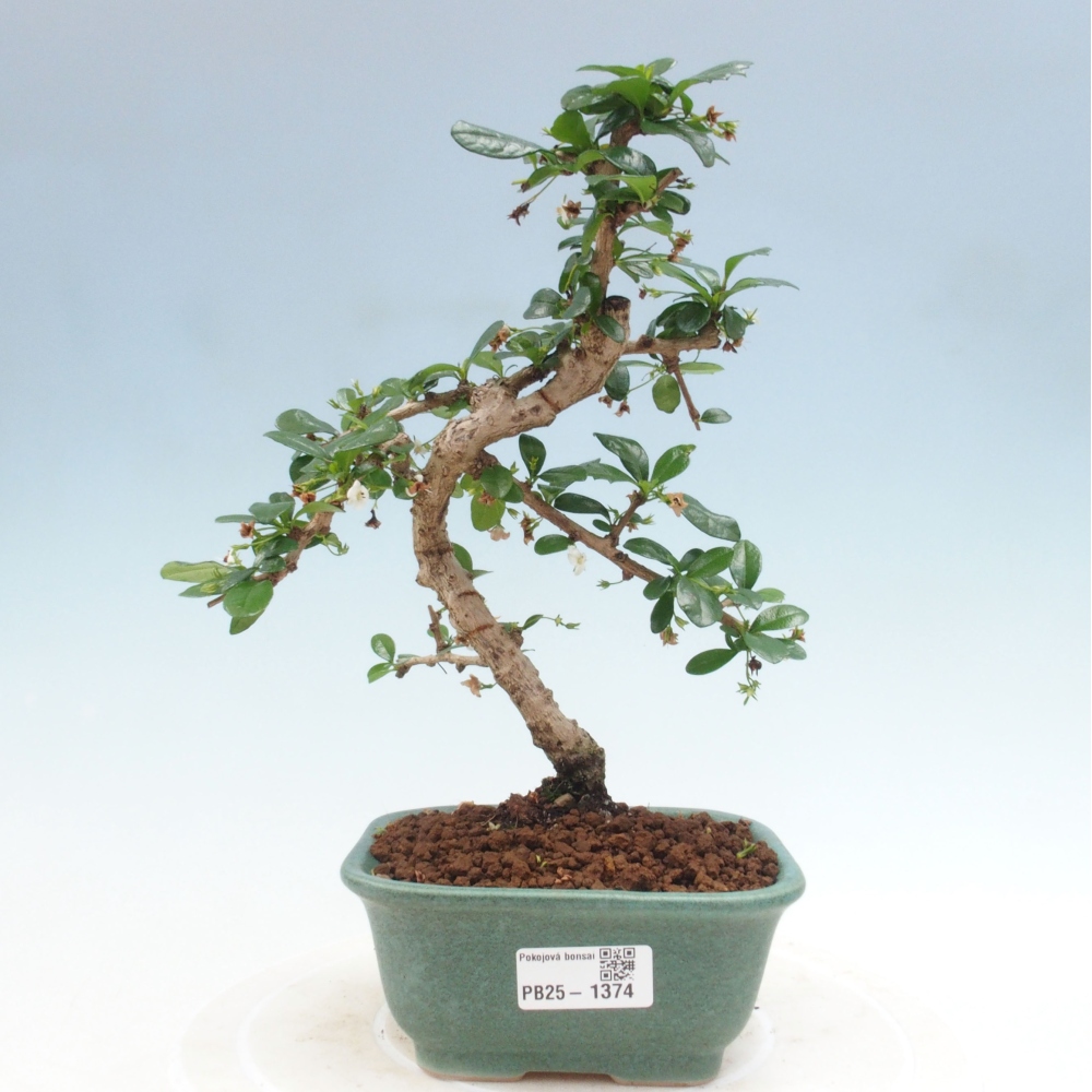 Indoor bonsai - Carmona macrophylla - Fuki tea
