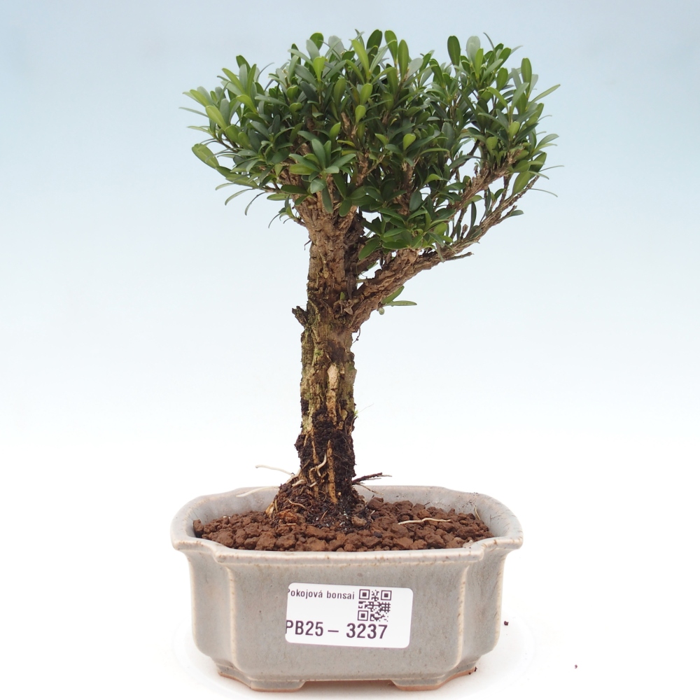 Room bonsai - Buxus harlandii - cork buxus