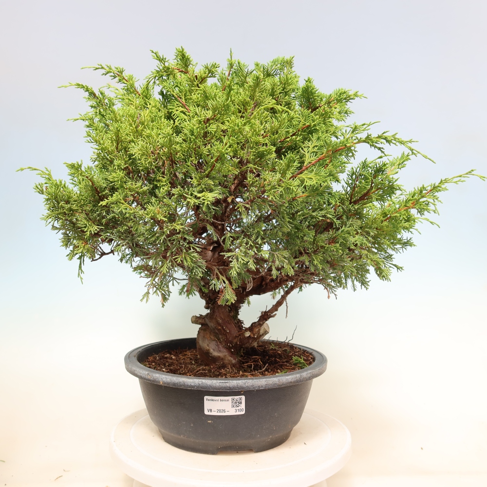 Outdoor Bonsai - Juniperus chinensis Itoigawa - Chinese Juniper