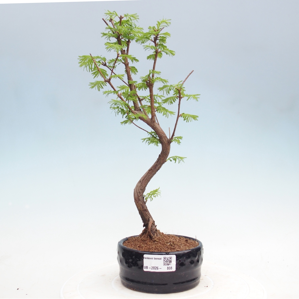 Outdoor bonsai - Metasequoia glyptostroboides - Chinese Metasequoia