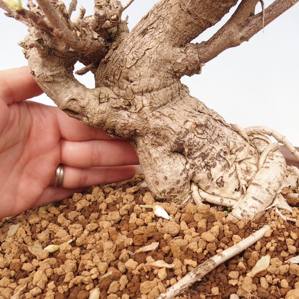 Outdoor bonsai - Vistaria - Wisteria