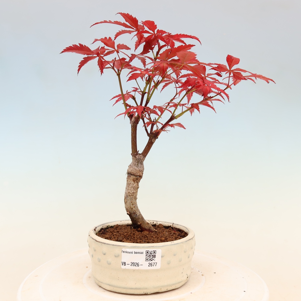Outdoor bonsai - Acer palm. Atropurpureum-Javor palmate