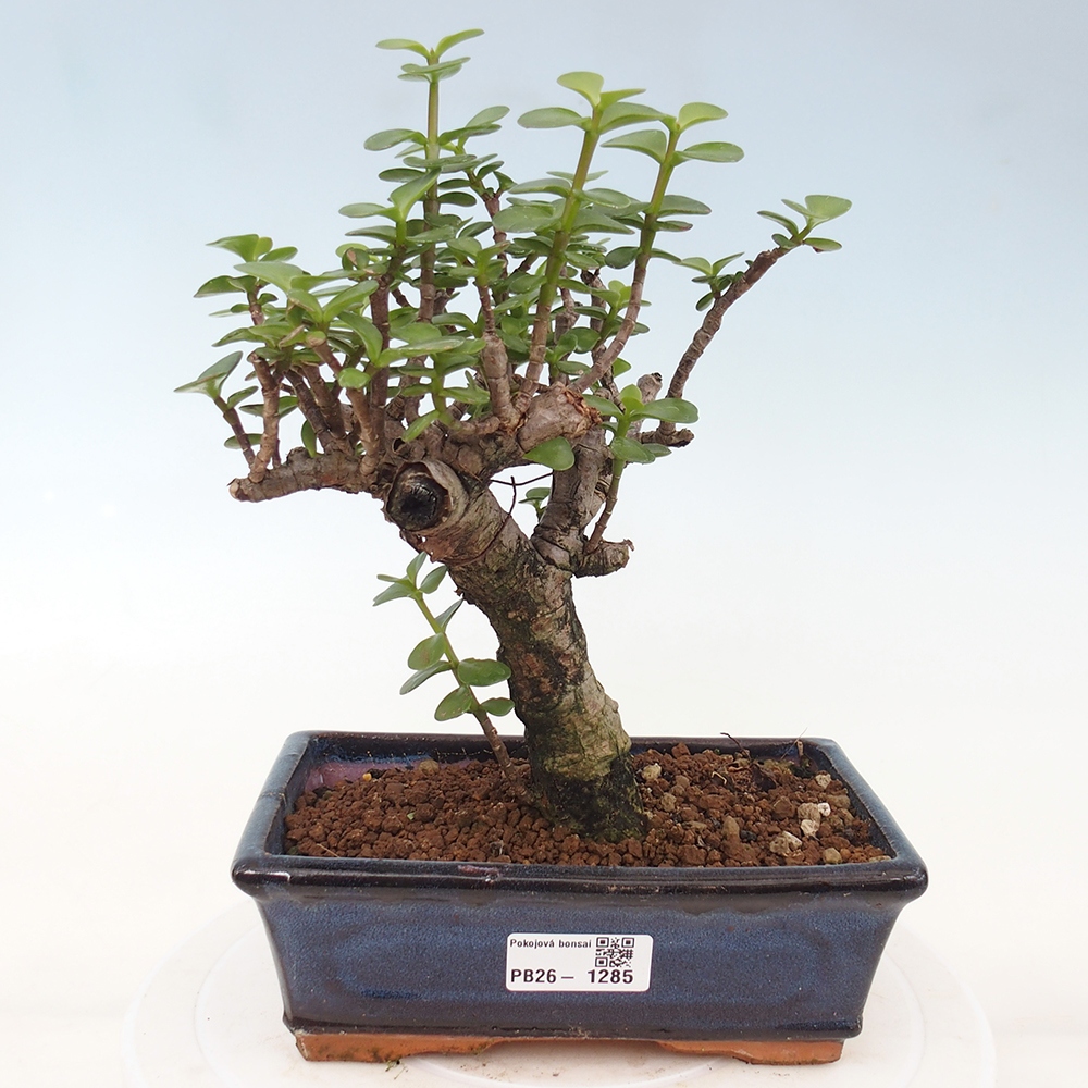 Room bonsai - Portulakaria Afra - Tlustice
