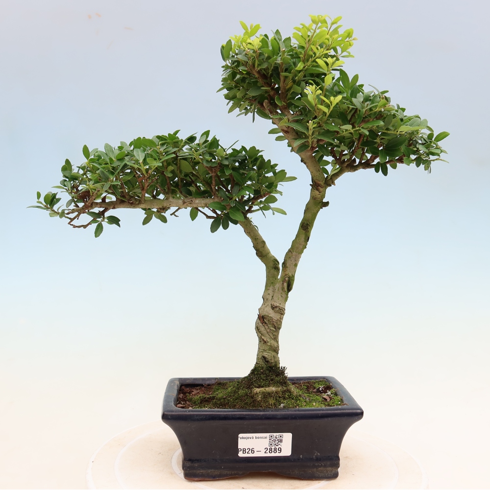 Room bonsai - Ilex crenata - Holly