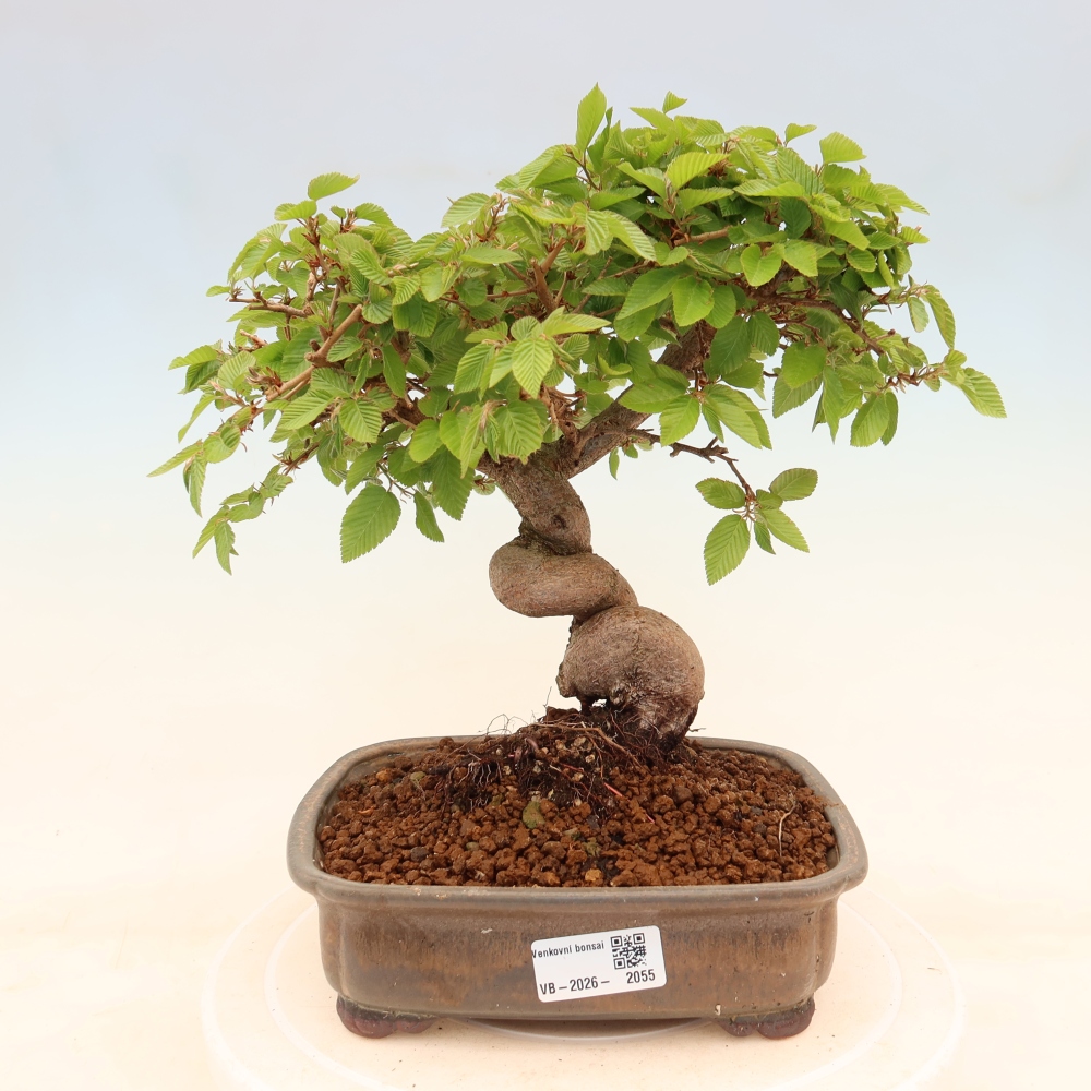 Outdoor bonsai -Carpinus coreana - Korean Hornbeam