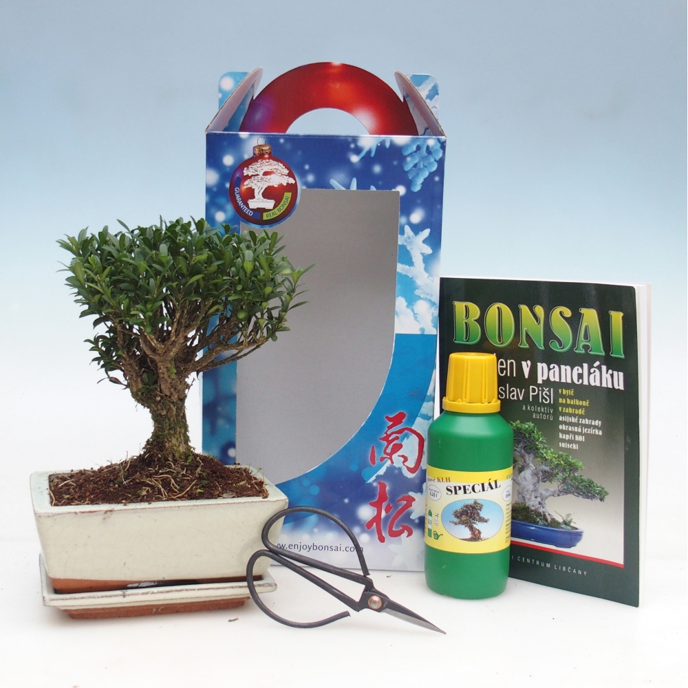 Room bonsai in gift box Buxus harlandii - cork buxus