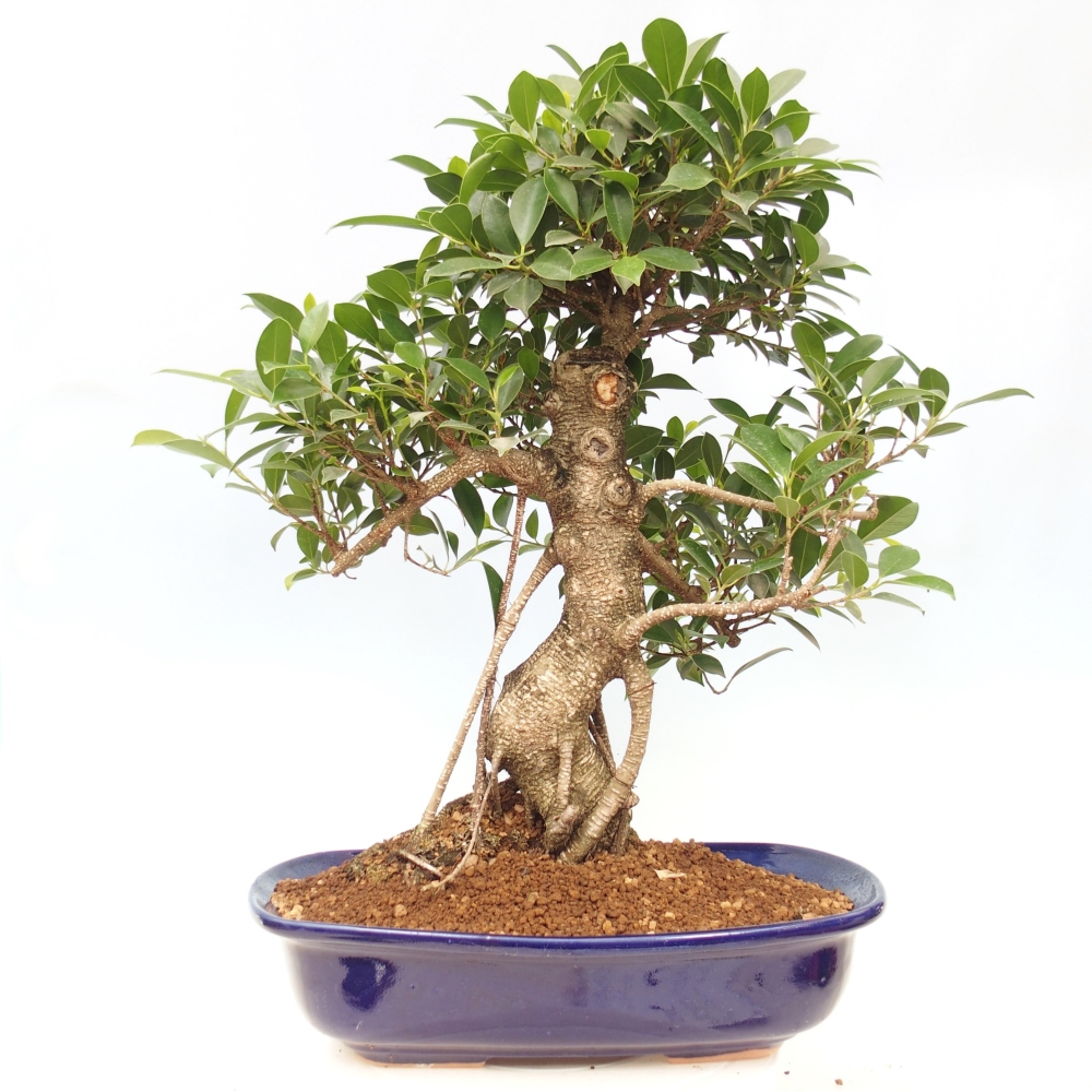 Room bonsai - Ficus kimmen - small-leaved ficus - PERSONAL COLLECTION ONLY or pallet transport