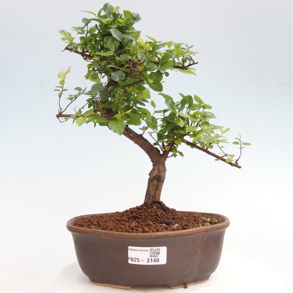 Indoor bonsai - Sagerécie thea - Sagerécie thea