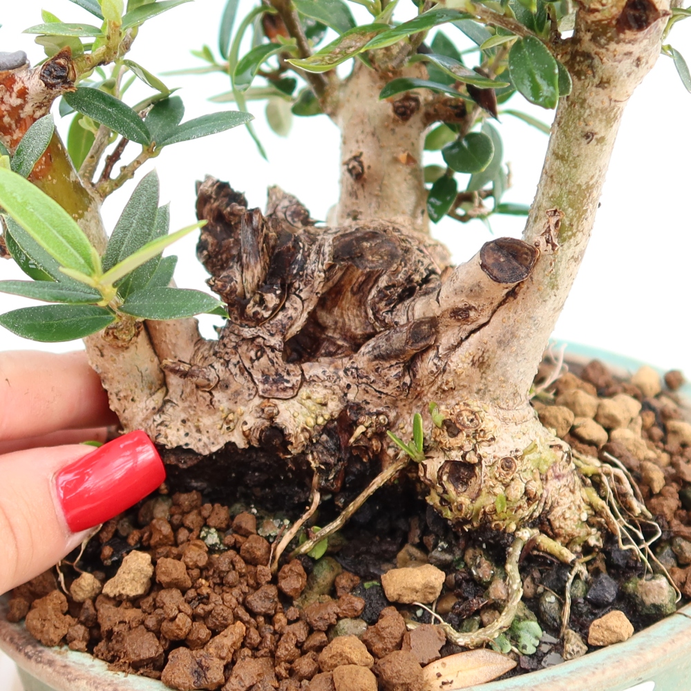 Indoor bonsai - Olea europaea sylvestris
