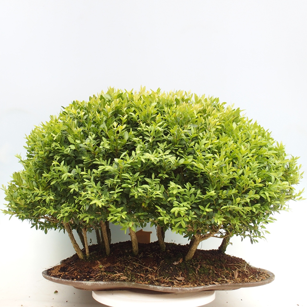 Outdoor bonsai - Buxus sempervirens - boxwood