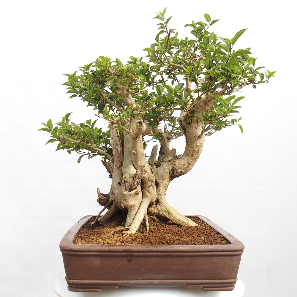 Indoor bonsai - Premna serratifolia - Kozlovon small-leaved