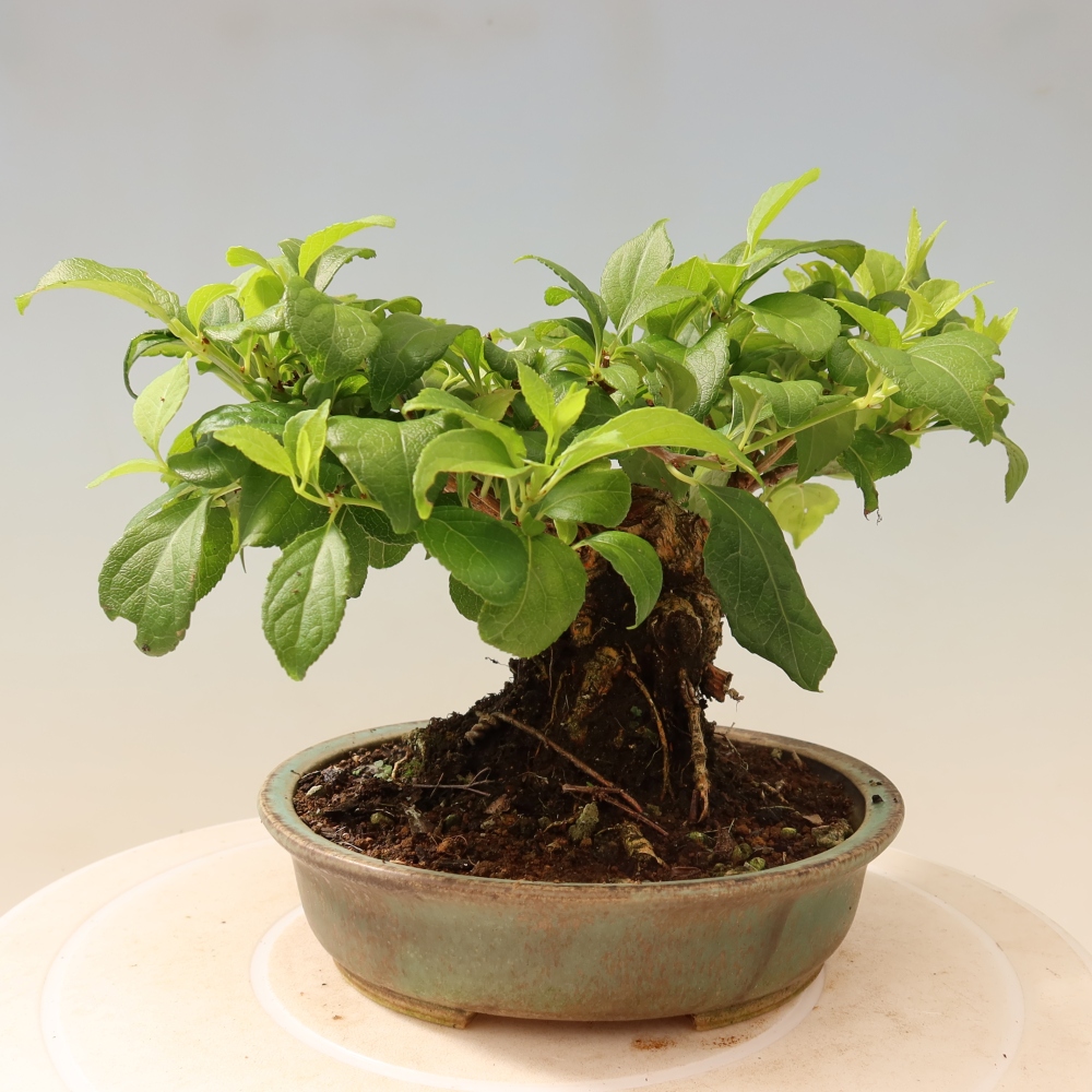 Outdoor bonsai - Celastrus orbiculatus