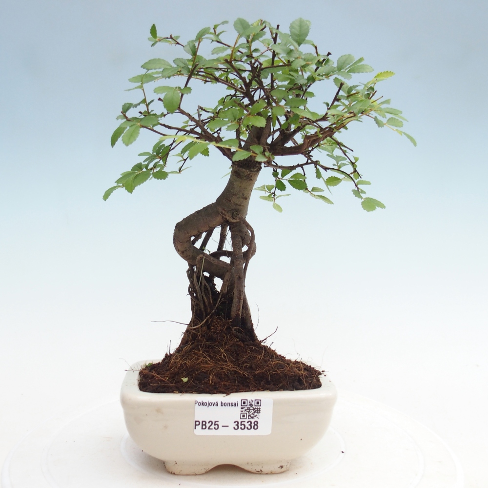 Room bonsai - Ulmus parvifolia - Small-leaved elm