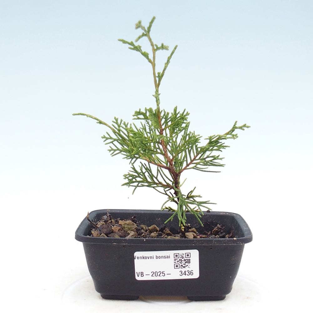 Outdoor bonsai - Juniperus chinensis Itoigawa