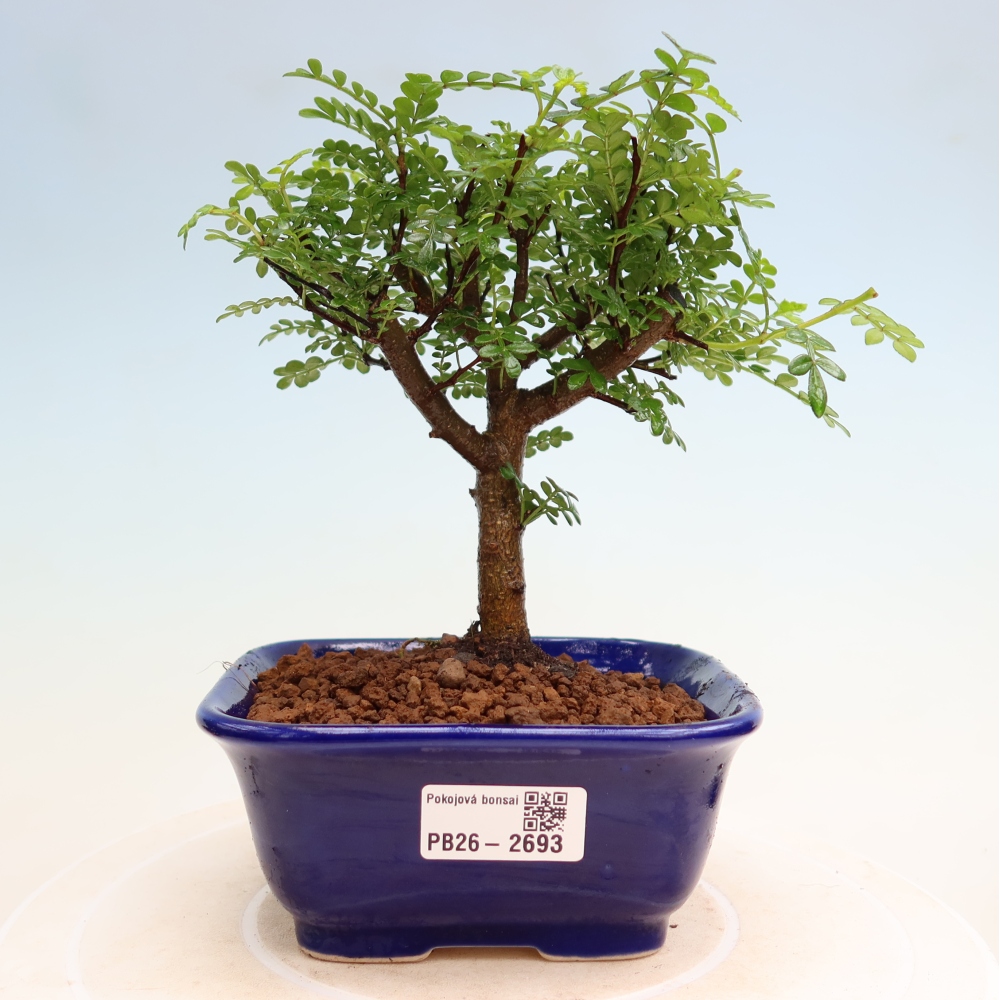 Room bonsai - Zantoxylum piperitum - pepper tree
