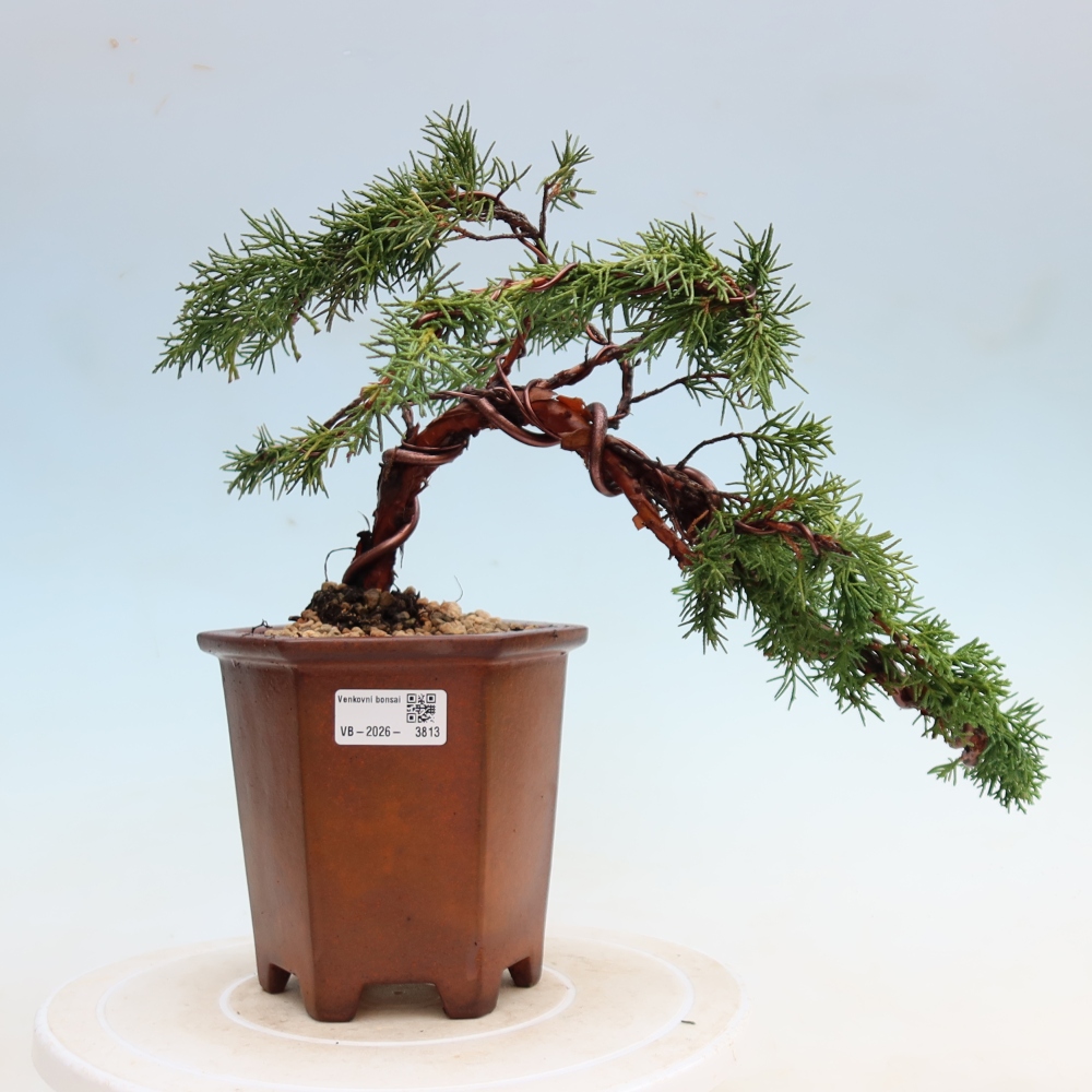 Outdoor bonsai - Juniperus chinensis Kishu