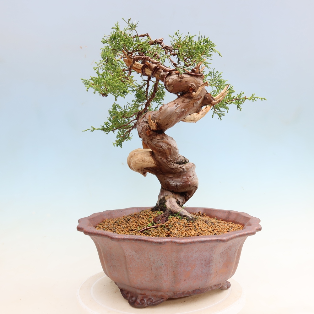 Outdoor Bonsai - Juniperus chinensis Itoigawa - Chinese Juniper