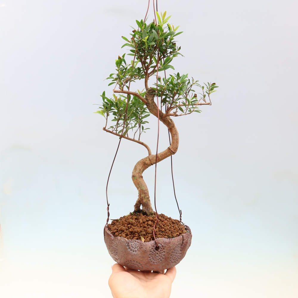 Kokedama in a Ceramic Pot - Syzygium - Pimento Tree