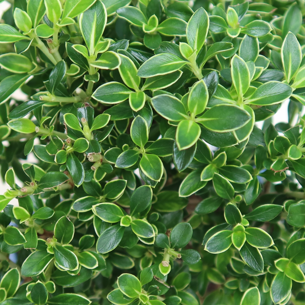 Indoor Bonsai - Serissa foetida Variegata - Tree of a Thousand Stars