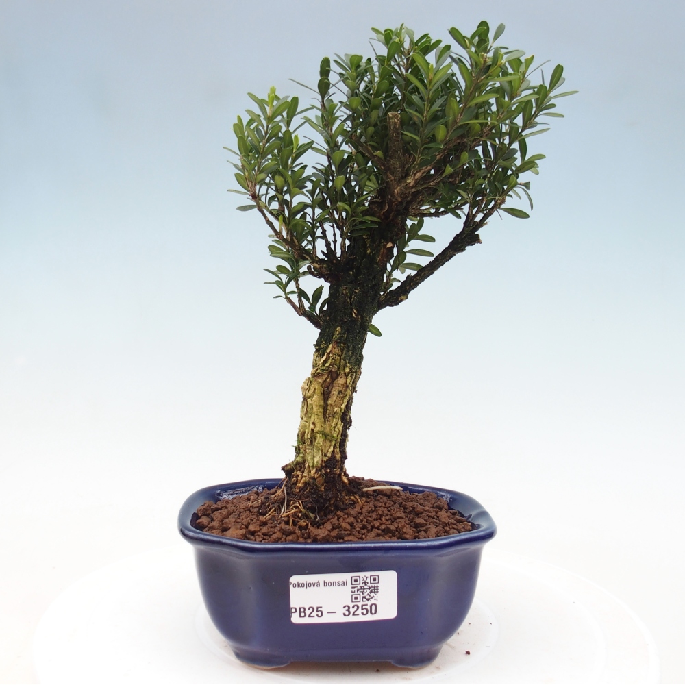 Room bonsai - Buxus harlandii - cork buxus