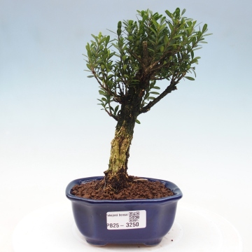 imperial bonsai tree Imperial Evergreen Pine Bonsai – Large Woven Basket Edition main image 0