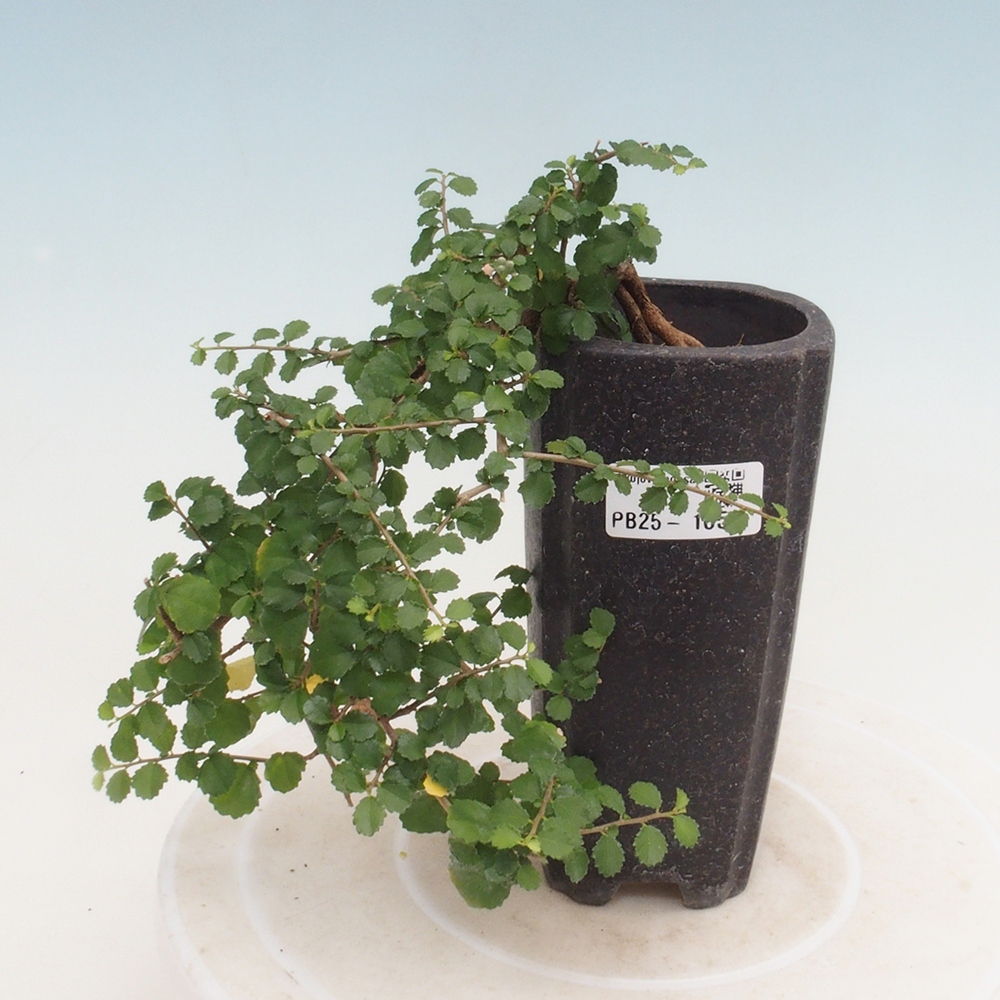 Indoor bonsai - Grewia sp. - Small-leaved Grewie