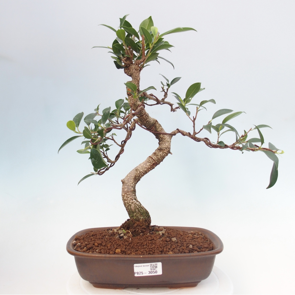 Indoor bonsai - Ficus kimmen - small-leaved ficus