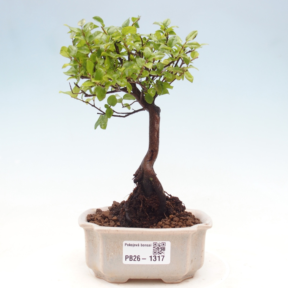Room bonsai - Sageretia thea - Sageretia thea
