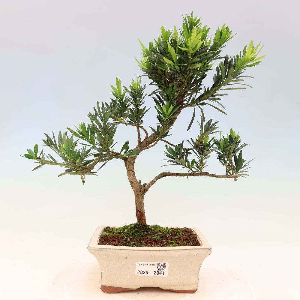 Room bonsai - Podocarpus - Stone Yew