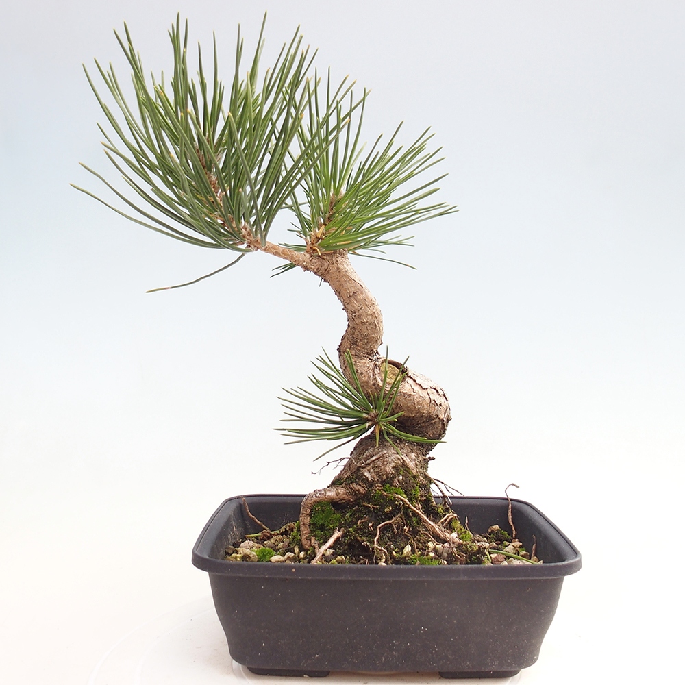 Outdoor bonsai - Pinus thunbergii - Thunberg pine