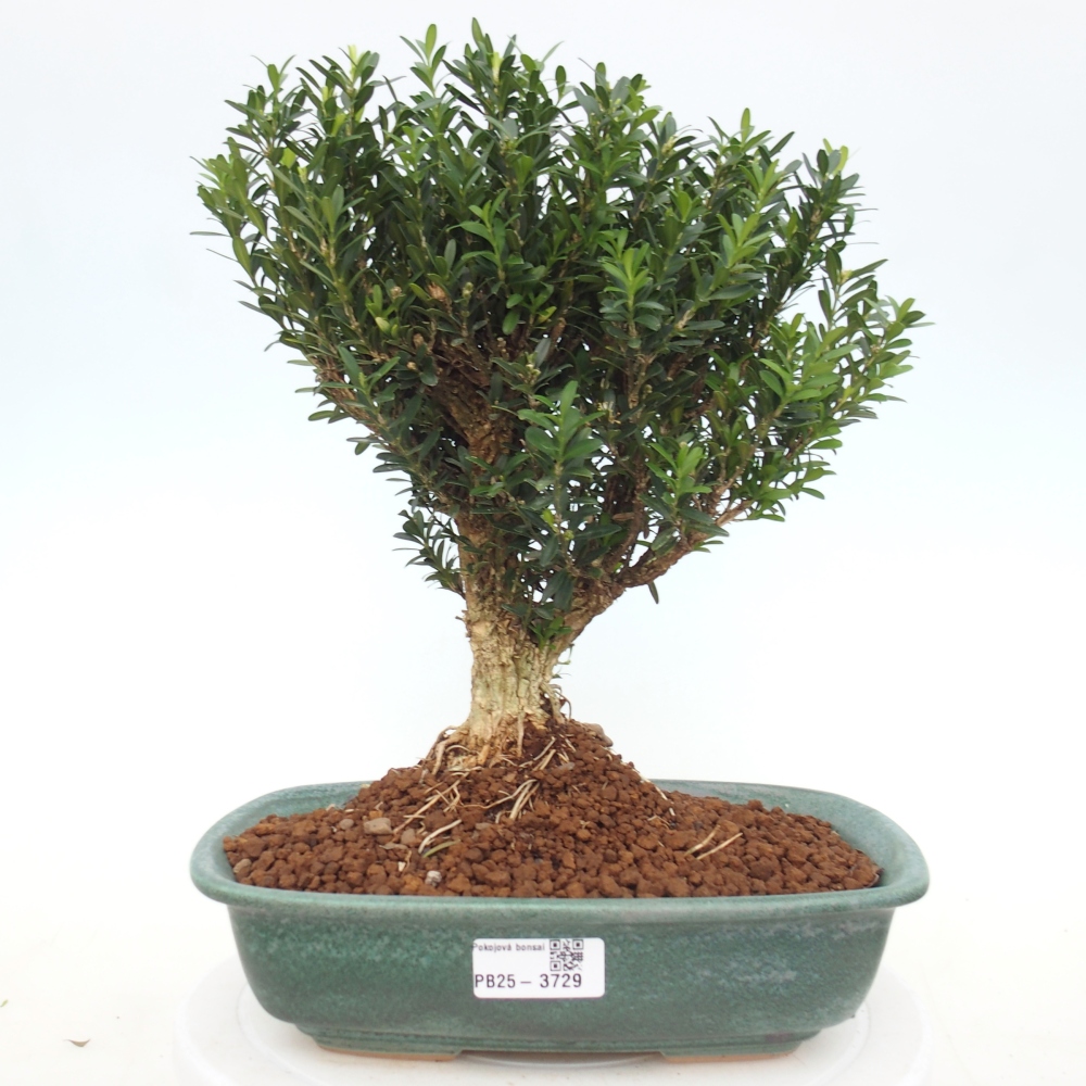 Room bonsai - Buxus harlandii - cork buxus