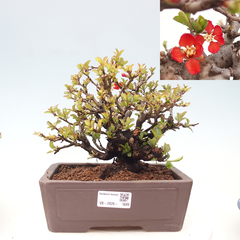 Outdoor bonsai - Chaneomeles speciosa - Quince