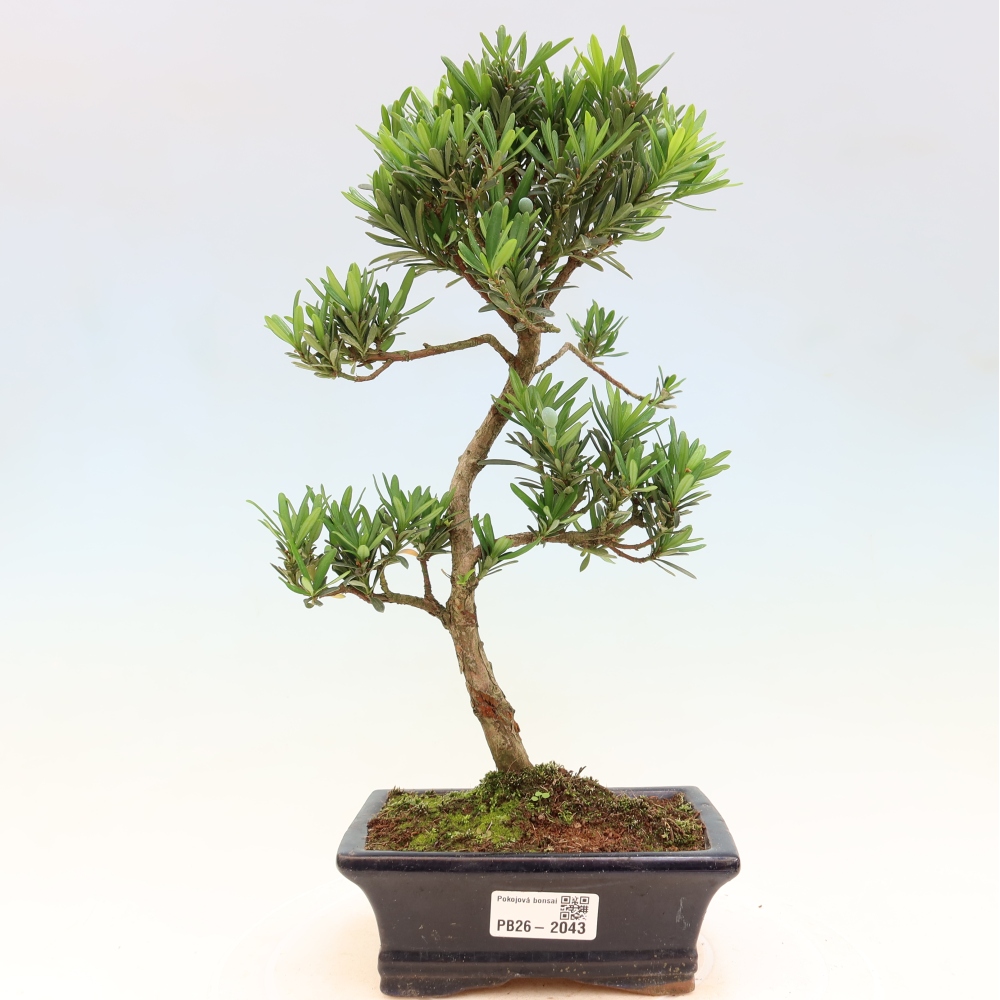 Room bonsai - Podocarpus - Stone Yew