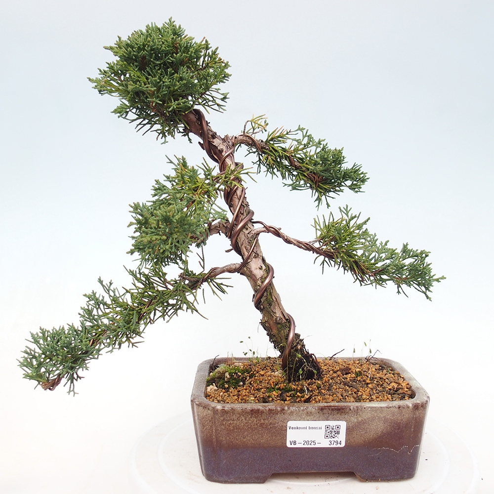 Outdoor bonsai - Juniperus chinensis Kishu