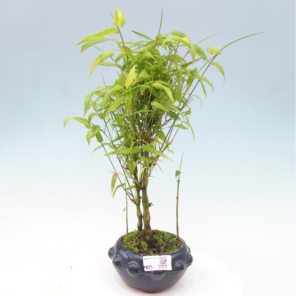 Room bonsai - Bamboo budha-Bamboo budha belly