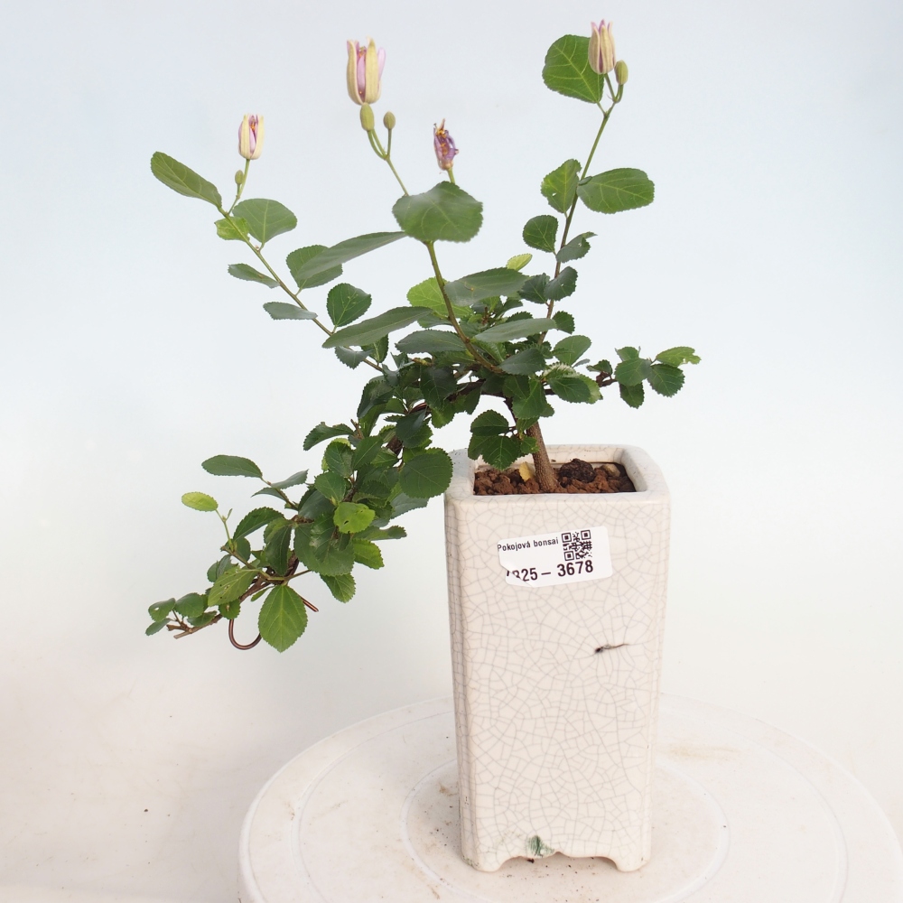 Indoor bonsai - Grewia occidentalis - Lavender Starfish