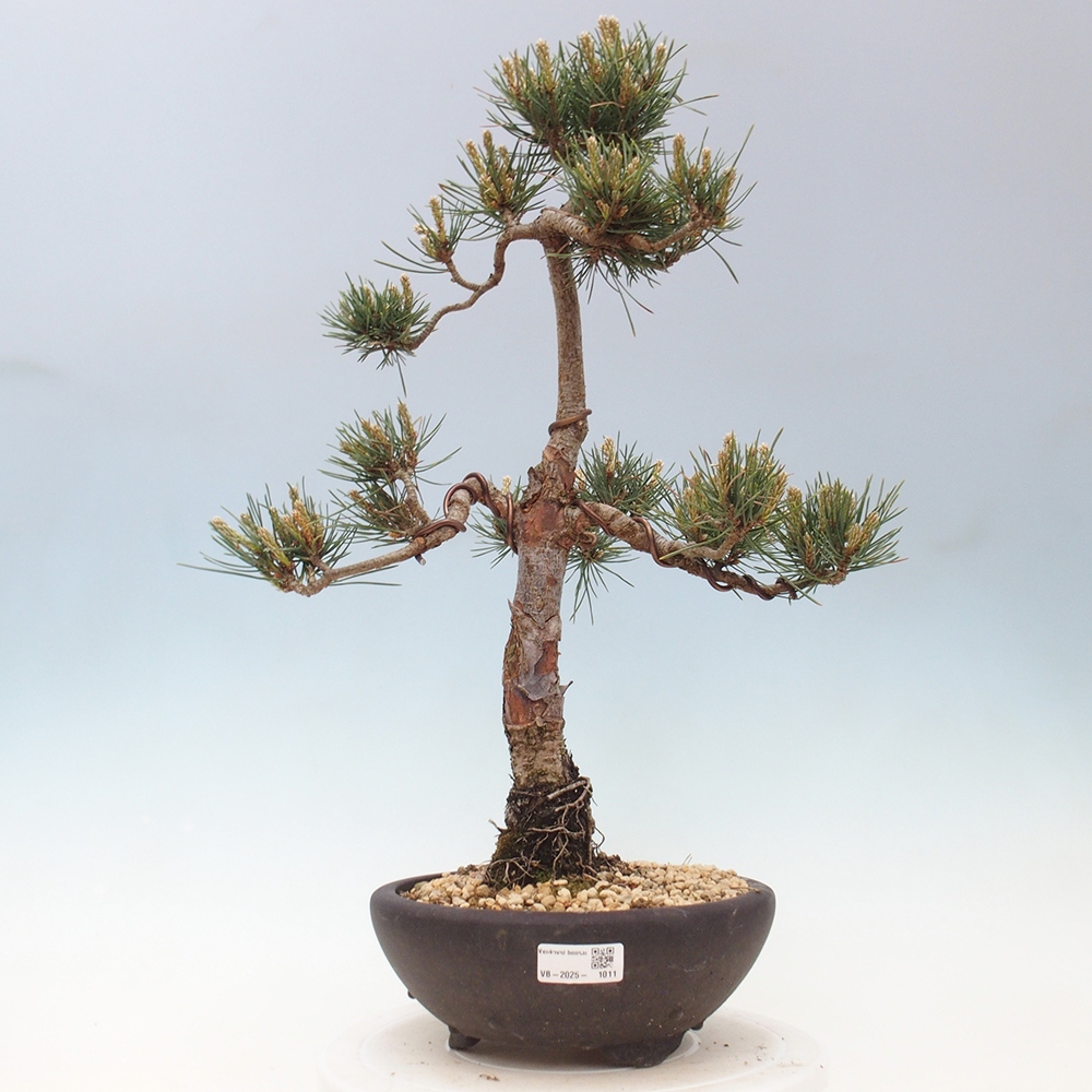 Outdoor bonsai - Pinus Sylvestris - Scots pine