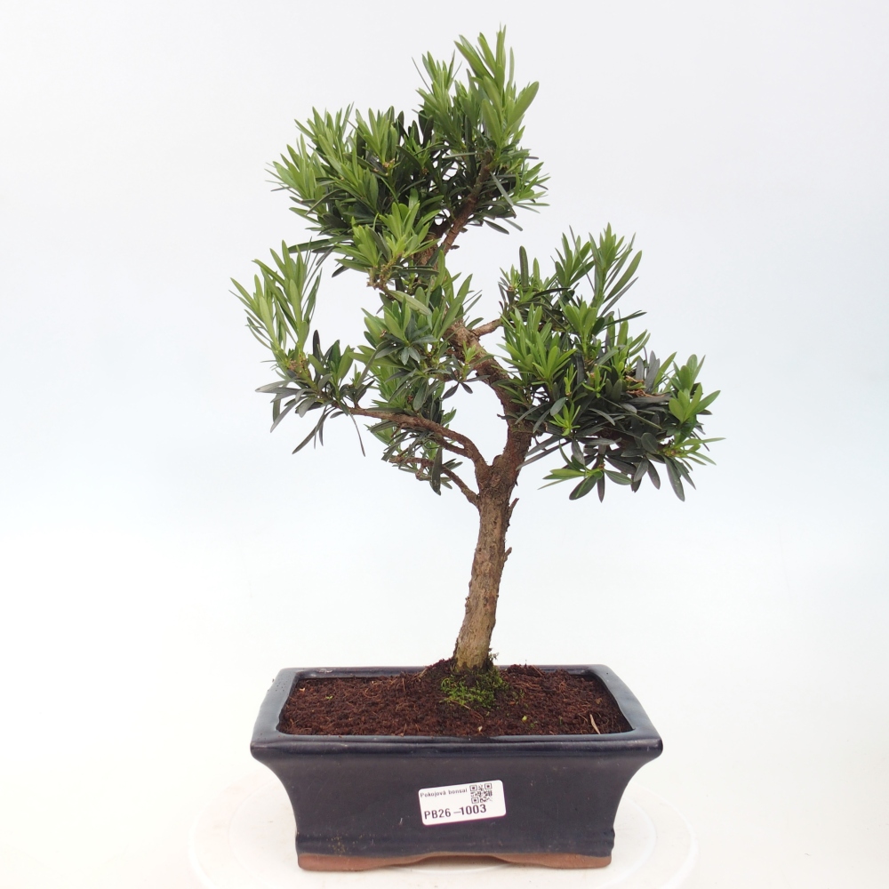 Room bonsai - Podocarpus - Stone Yew