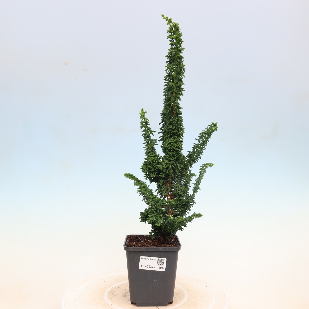 Outdoor bonsai - Cham. obtusa SEKKA HINOKI - Cypress