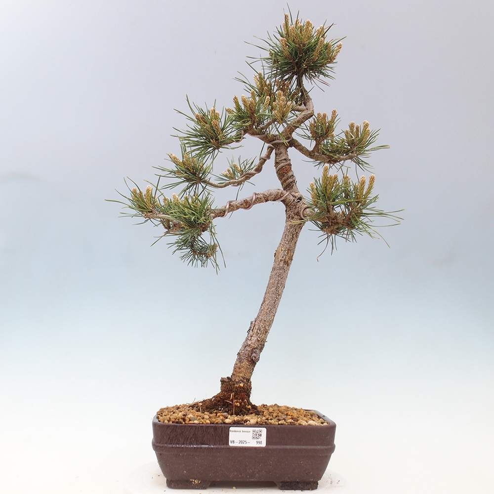 Outdoor bonsai - Pinus Sylvestris - Scots pine