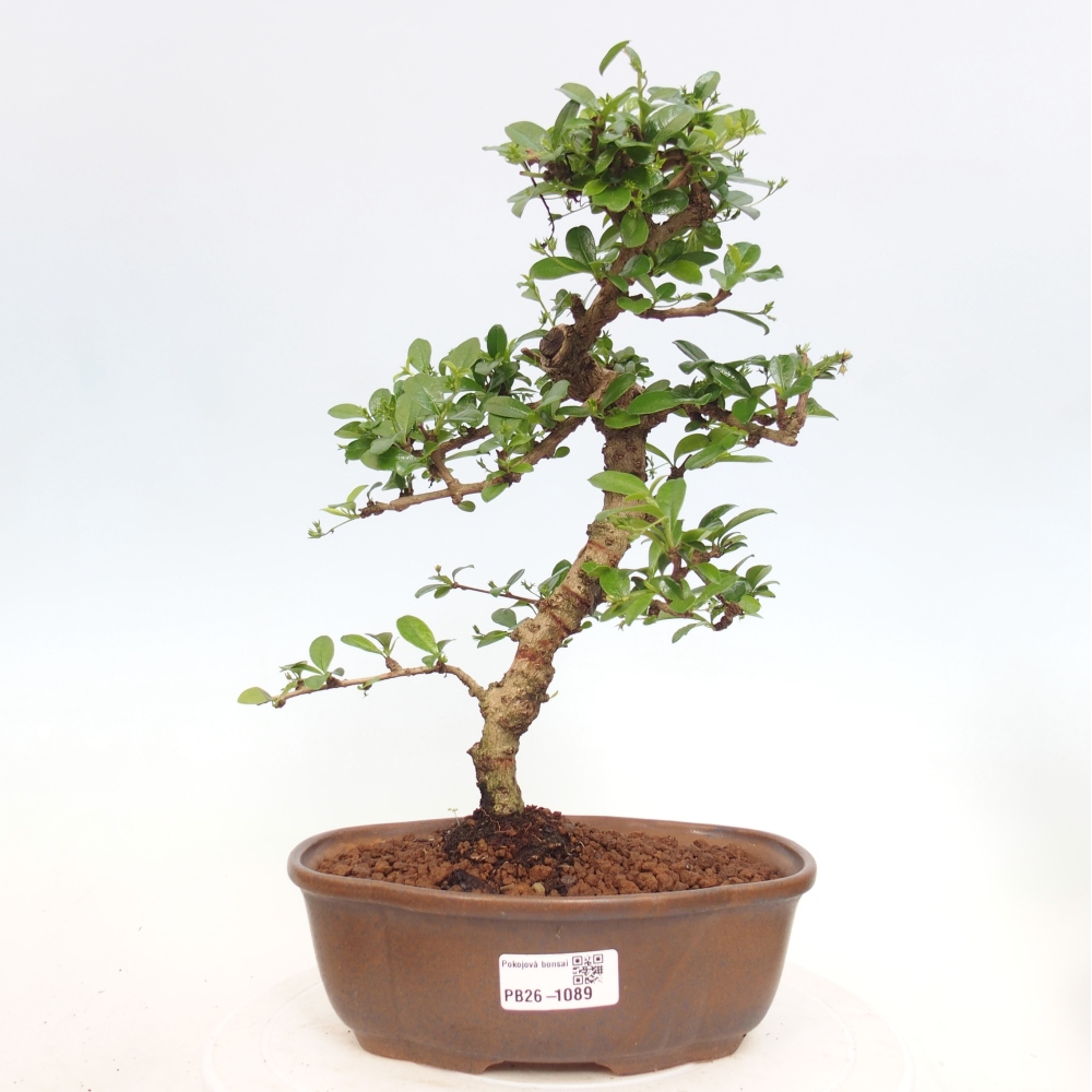 Room bonsai - Carmona macrophylla - Tea fuki