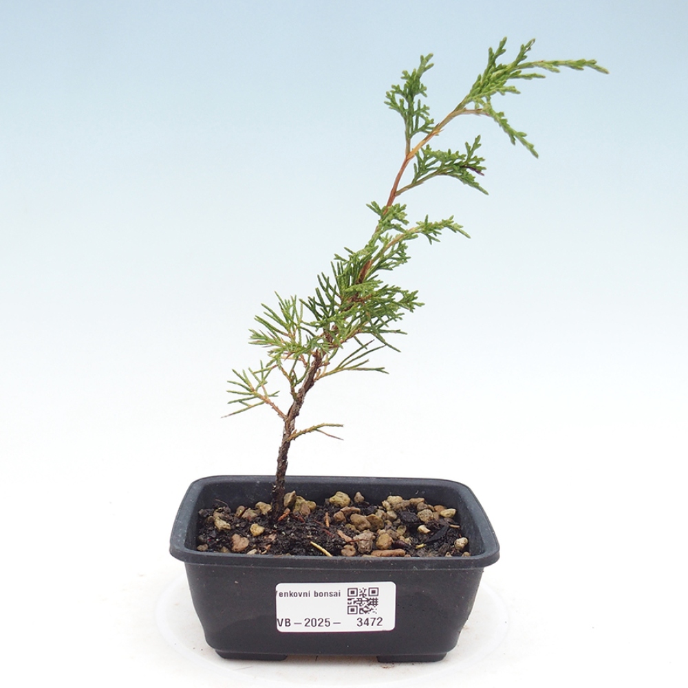 Outdoor bonsai - Juniperus chinensis Itoigawa - Chinese juniper