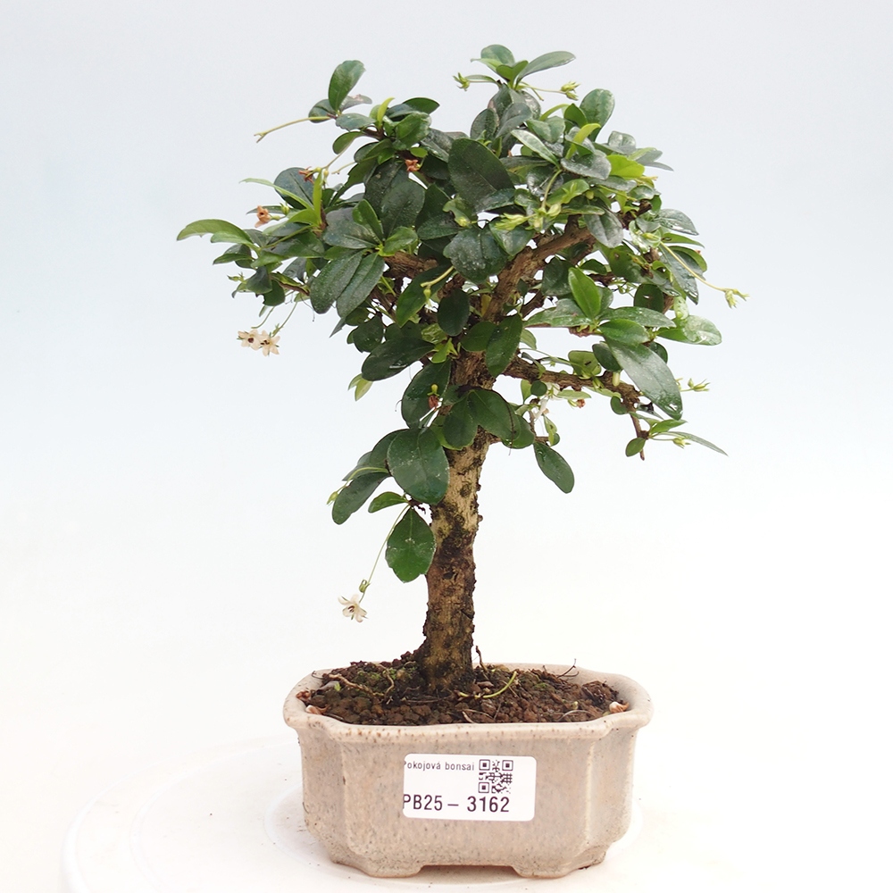 Indoor bonsai - Carmona macrophylla - Fuki tea